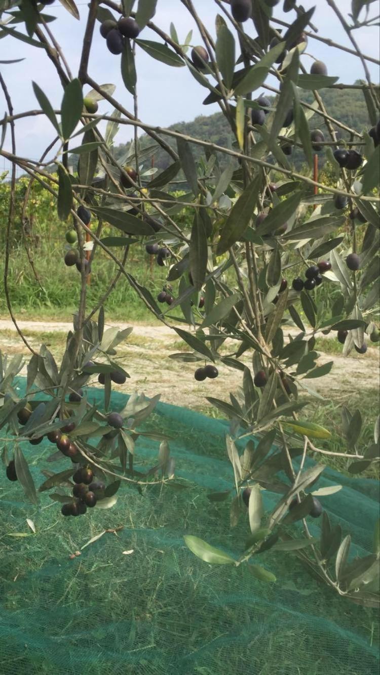 Salara Farmhouse Κόπερ Εξωτερικό φωτογραφία