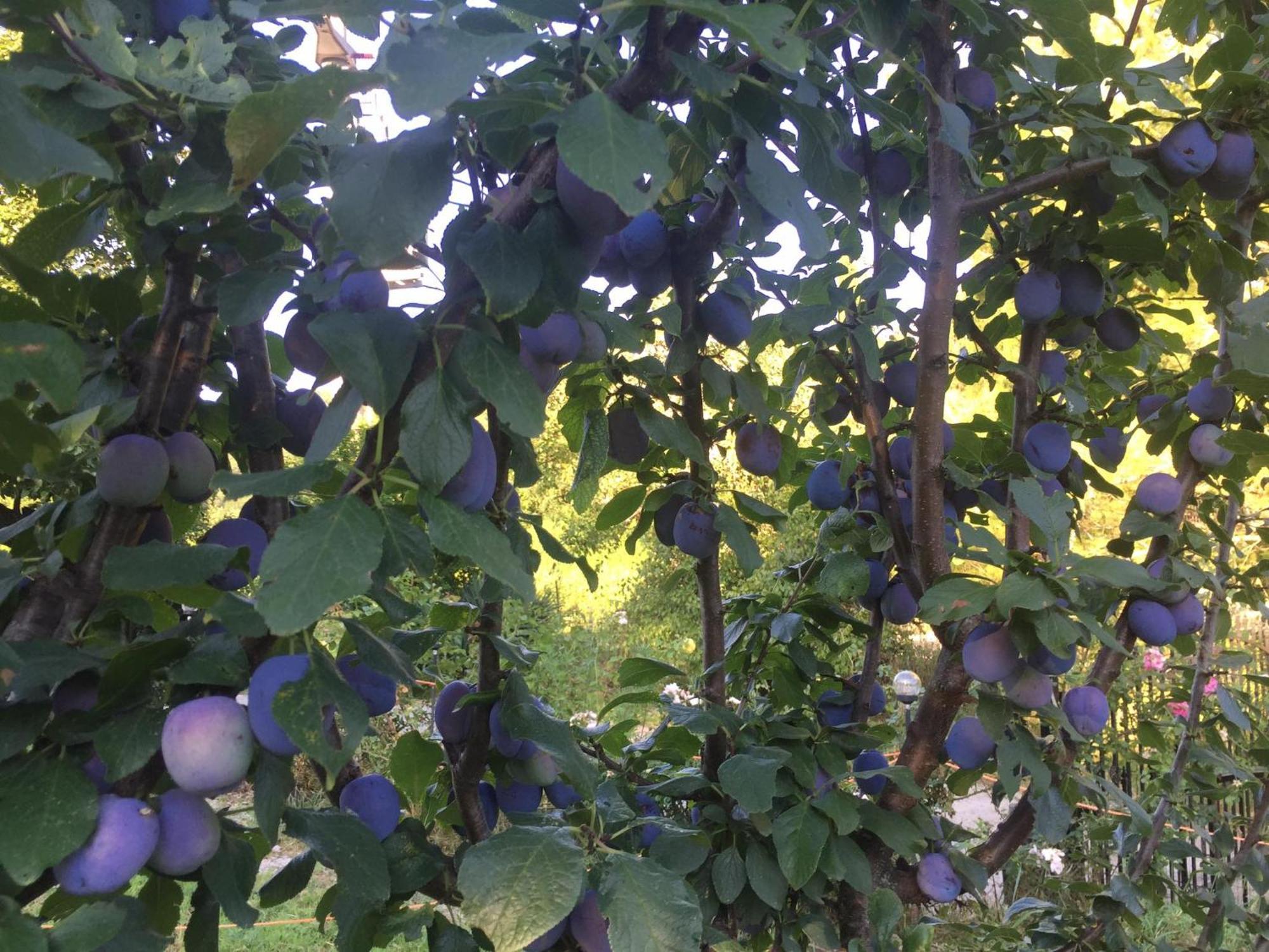 Salara Farmhouse Κόπερ Εξωτερικό φωτογραφία